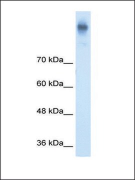 Anti-SLC12A2 antibody produced in rabbit IgG fraction of antiserum