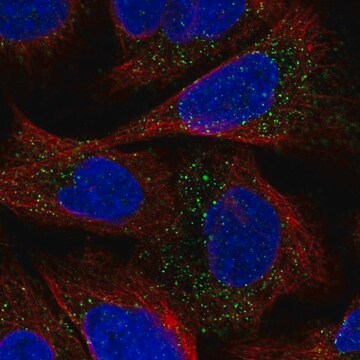 Anti-ESPN antibody produced in rabbit Prestige Antibodies&#174; Powered by Atlas Antibodies, affinity isolated antibody