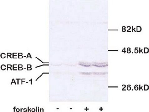 Przeciwciało anty-CREB, pSer133 serum, Chemicon&#174;