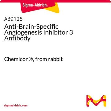 Anti-Brain-Specific Angiogenesis Inhibitor 3 Antibody Chemicon&#174;, from rabbit