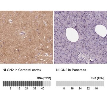 Anti-NLGN2 antibody produced in rabbit Prestige Antibodies&#174; Powered by Atlas Antibodies, affinity isolated antibody, buffered aqueous glycerol solution