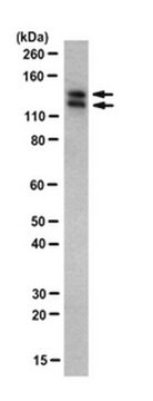 Anti-SNF2L Antibody, clone SNF 2C4 clone SNF 2C4, from rat