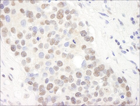 Rabbit anti-TIF1 Alpha/TRIM24 Antibody, Affinity Purified Powered by Bethyl Laboratories, Inc.