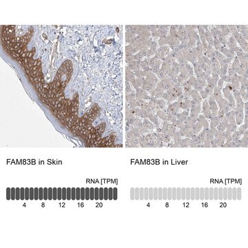 Anti-FAM83B antibody produced in rabbit Prestige Antibodies&#174; Powered by Atlas Antibodies, affinity isolated antibody, buffered aqueous glycerol solution, ab1