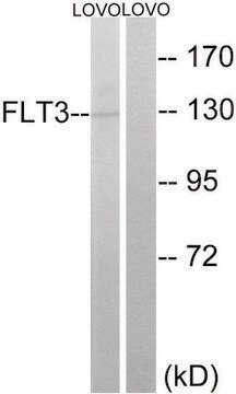 Anti-FLT3 antibody produced in rabbit affinity isolated antibody