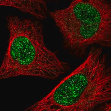 Anti-ATF1 antibody produced in rabbit Prestige Antibodies&#174; Powered by Atlas Antibodies, affinity isolated antibody