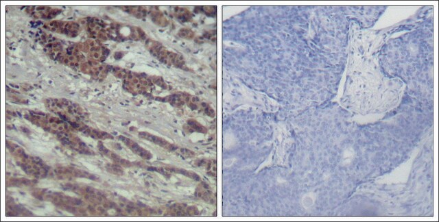 Anti-RAF1 (Ab-338) antibody produced in rabbit affinity isolated antibody