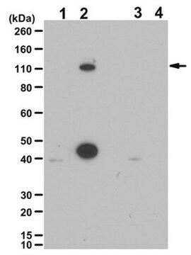 Anticorpo anti-fosfo LSD1 (Ser 112) from rabbit, purified by affinity chromatography