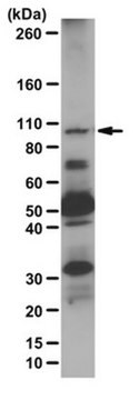 Anti-HMG-CoA reductase Antibody from rabbit, purified by affinity chromatography