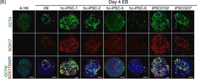 Anti-Oct-4 Antibody, clone 10H11.2 clone 10H11.2, Chemicon&#174;, from mouse