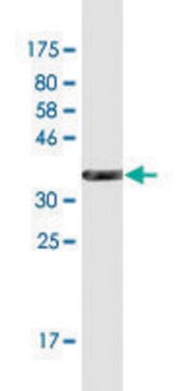 Monoclonal Anti-NPHS1 antibody produced in mouse clone 3H6, purified immunoglobulin, buffered aqueous solution