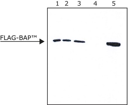 FLAG&#174; Immunoprecipitation Kit