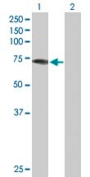 Anti-DDX43 antibody produced in rabbit purified immunoglobulin, buffered aqueous solution