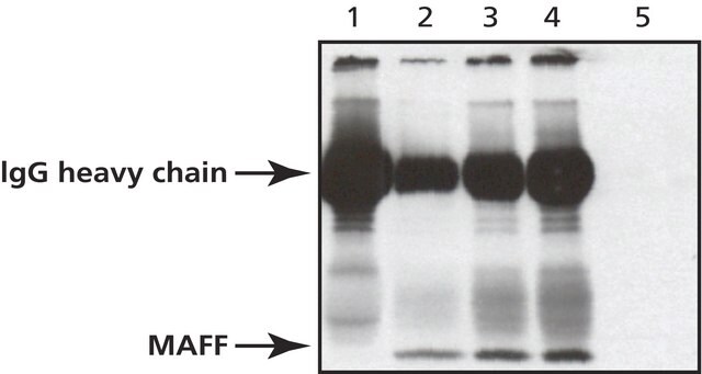 Anti-MAFF (C-Terminal) antibody produced in rabbit IgG fraction of antiserum, buffered aqueous solution