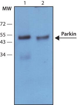 抗パーキン抗体, マウスモノクローナル clone PRK8, purified from hybridoma cell culture