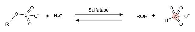 Sulfatase aus Aerobacter aerogenes Type VI, buffered aqueous glycerol solution, 2-5&#160;units/mg protein (biuret), 10-20&#160;units/mL