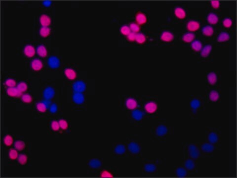 Anti-HOXA3 antibody produced in rabbit ~1.0&#160;mL/mL, affinity isolated antibody