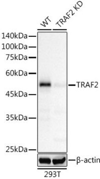 Anti-[KD Validated] TRAF2 Antibody, clone 3S2A8, Rabbit Monoclonal