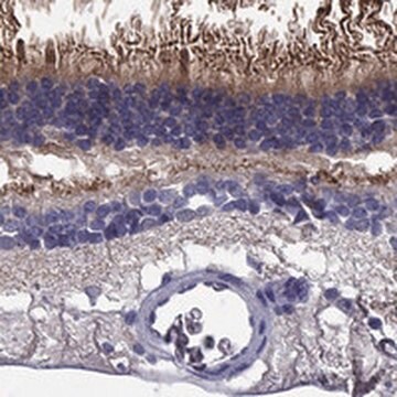 Anti-ABCA4 antibody produced in rabbit Prestige Antibodies&#174; Powered by Atlas Antibodies, affinity isolated antibody, buffered aqueous glycerol solution