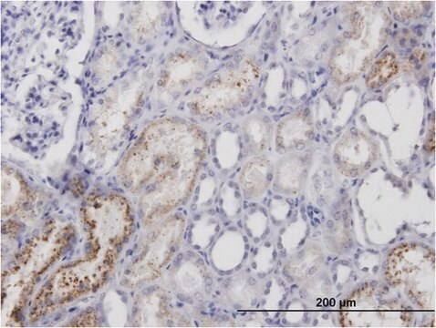 Monoclonal Anti-AMBP antibody produced in mouse clone 1E4, purified immunoglobulin, buffered aqueous solution