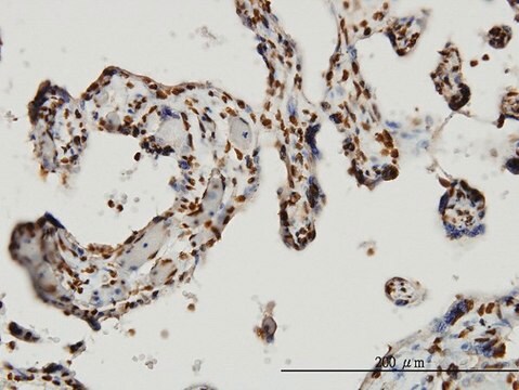 Monoclonal Anti-HMGB1 antibody produced in mouse clone 2F6, purified immunoglobulin, buffered aqueous solution