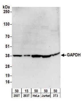 Goat anti-GAPDH Antibody, Affinity Purified Powered by Bethyl Laboratories, Inc.