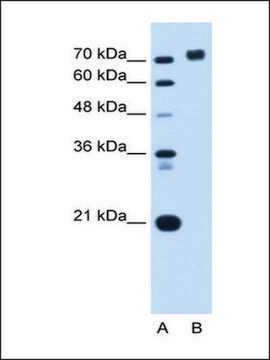 Anti-PTPRN antibody produced in rabbit affinity isolated antibody