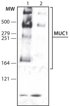 モノクローナル抗MUC1抗体 マウス宿主抗体 clone 1D1, purified from hybridoma cell culture