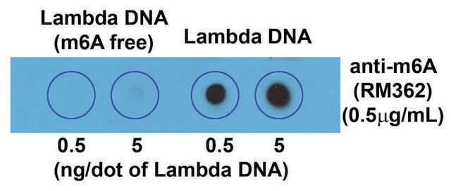 抗体-N6-甲基腺苷(m6A)抗体，兔单克隆 recombinant, expressed in HEK 293 cells, clone RM362, purified immunoglobulin