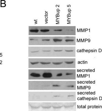 Anti-Aktin (20-33) in Kaninchen hergestellte Antikörper IgG fraction of antiserum, buffered aqueous solution