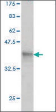 Monoclonal Anti-PVRL4 antibody produced in mouse clone 1D7, ascites fluid