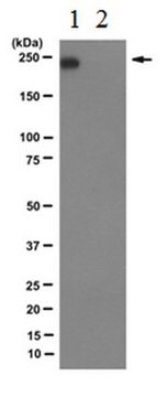 antissubunidade B1 da polimerase II (fosfo-Ser-2 do CTD), clone 3E10 (monoclonal de rato). culture supernatant, clone 3E10, from rat