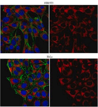 Anti-PABPC1/C3 Antibody from rabbit, purified by affinity chromatography