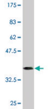 Monoclonal Anti-RXRB antibody produced in mouse clone 3C8, purified immunoglobulin, buffered aqueous solution