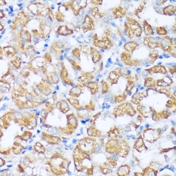 Anti-Beclin 1 antibody produced in rabbit