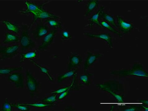 Anti-GALT antibody produced in rabbit purified immunoglobulin, buffered aqueous solution