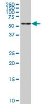 Monoclonal Anti-FAAH, (C-terminal) antibody produced in mouse clone 2G8, purified immunoglobulin, buffered aqueous solution