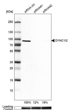 Anti-DYNC1I2 antibody produced in rabbit Prestige Antibodies&#174; Powered by Atlas Antibodies, affinity isolated antibody, buffered aqueous glycerol solution