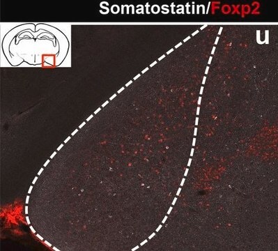 Anti-Somatostatin-Antikörper, Klon YC7 culture supernatant, clone YC7, Chemicon&#174;