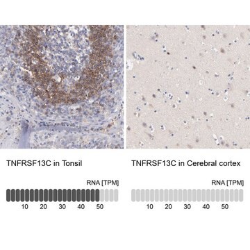 Anti-TNFRSF13C antibody produced in rabbit Prestige Antibodies&#174; Powered by Atlas Antibodies, affinity isolated antibody, buffered aqueous glycerol solution