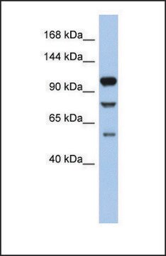 Anti-TLR9, (N-terminal) antibody produced in rabbit affinity isolated antibody