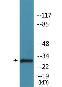 Anti-phospho-Caspase 3 (pSer150) antibody produced in rabbit affinity isolated antibody