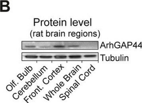 抗-&#946;チューブリンIII（神経）抗体、マウスモノクローナル マウス宿主抗体 ~1.0&#160;mg/mL, clone 2G10, purified from hybridoma cell culture