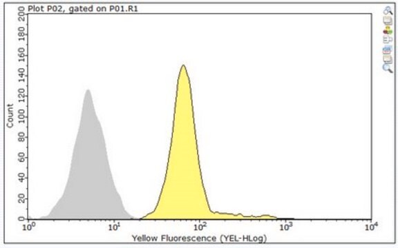 Anti-DEFA1 from rabbit, purified by affinity chromatography