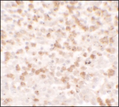 Anti-CCL17 antibody produced in rabbit affinity isolated antibody, buffered aqueous solution