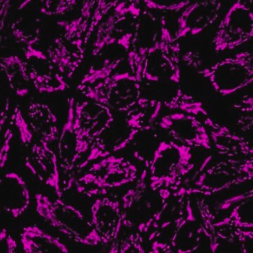 BioTracker&nbsp;633 Mitochondrienfarbstoff, rot Live cell imaging mitochondrial dye that stains the membrane of mitochondria used to detect cell viability, metabolic activity and overall cell health.