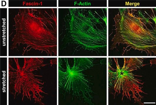 抗-FSCN1 兔抗 Prestige Antibodies&#174; Powered by Atlas Antibodies, affinity isolated antibody, buffered aqueous glycerol solution