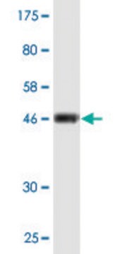 Monoclonal Anti-CD58 antibody produced in mouse clone 1B6-A11, ascites fluid