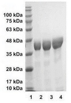 Procathepsin L human recombinant, expressed in E. coli, &#8805;90% (SDS-PAGE)