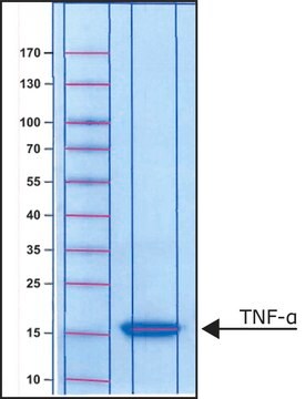 腫瘍壊死因子-&#945; マウス由来 TNF-&#945;, recombinant, expressed in E. coli, powder, suitable for cell culture